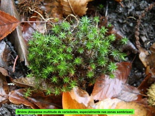 Brións (Atópanse multitude de variedades, especialmente nas zonas sombrizas) 