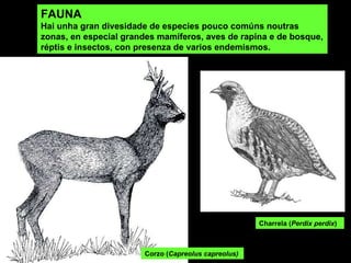 FAUNA Hai unha gran divesidade de especies pouco comúns noutras zonas, en especial grandes mamíferos, aves de rapina e de bosque, réptis e insectos, con presenza de varios endemismos.   Charrela ( Perdix perdix ) Corzo ( Capreolus capreolus)   