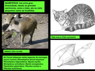 MAMÍFEROS: hai unha gran diversidade, desde os grandes carnívoros, como o lobo, ata os máis pequenos como os furafollas. Gato bravo ( Felis sylvestris Xabarín ( Sus scrofa)   No Courel atópanse varias especies de mor cegos pouco comúns ( Rhinolophus ferrum-equinum ,  Rhinolophus hipposideros ,  Myotis myotis ,  Miniopterus schreibersi ,  Myotis emarginatus ,  Pipistrellus pipistrellus ,  Plecotus auritus  e  Plecotus austriacus)   