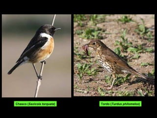 Chasco ( Saxicola torquata ) Tordo ( Turdus philomelos ) 
