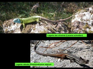 Lagarta rabuda ( Psammodromus algirus ) Lagarto das silveiras ( Lacerta schreiberi ) 