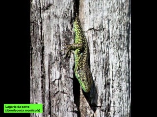 Lagarta da serra ( Iberolacerta monticola )  