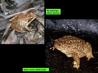 Rá patilonga ( Rana iberica ) Sapo  común ( Bufo bufo ) 