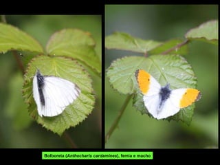 Bolboreta ( Anthocharis cardamines ), femia e macho 