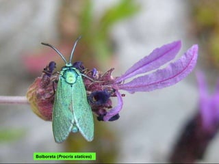 Bolboreta ( Procris statices ) 