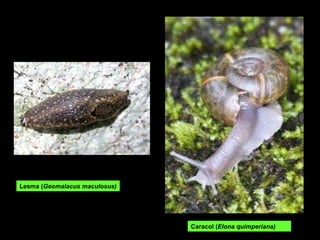 Caracol ( Elona quimperiana) Lesma ( Geomalacus maculosus) 