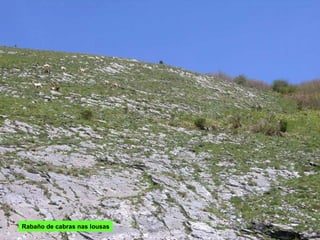 Rabaño de cabras nas lousas 