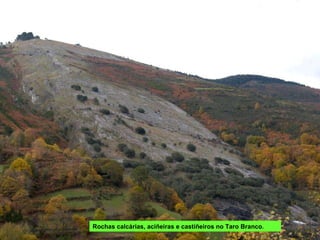 Rochas calcárias, aciñeiras e castiñeiros no Taro Branco. 