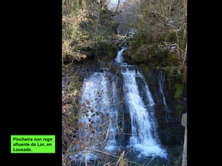 Pincheira nun rego afluente do Lor, en Lousada. 