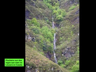 Pincheira nun dos regos que caen no Lóuzara en Casela. 