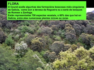 FLORA O Courel acolle algunhas das formacións boscosas máis singulares de Galicia,  como son a devesa da Rogueira ou a serie de bosques de Romeor a Zanfoga. Están representadas 750 especies vexetais, o 60% das que hai en Galicia, entre elas numerosas plantas únicas ou raras.  