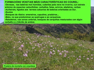 FORMACIÓNS VEXETAIS MÁIS CARACTERÍSTICAS DO COUREL: -Devesas,  nas ladeiras moi húmidas, cubertas pola neve no inverno, cun estrato arbóreo de especies caducifolias: carballos, faias, acivros, abelairas, carbas  -Aciñeirais, ligados aos  terreos calcarios de ladeiras orientadas ao Sur. -Soutos -Bosques de ribeira: ameneiros, capudres, pradairos... -Mato, no que predominan as queirugas e as carqueixas. -Reboleiras, nas zonas umbrías, bosques de cerquiños mesturados con algún carballo e o híbrido de ambos  Pradeira de montaña con orquídeas 