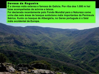 Devesa da Rogueira É a devesa máis extensa e famosa de Galicia. Por riba dos 1.000 m hai faias acompañadas de acivros e teixos. Foi declarada recentemente polo Fondo Mundial para a Natureza como unha das seis áreas de bosque autóctono máis importantes da Península Ibérica. Xunto co bosque de Albergária, no Geres portugués é o faial máis occidental de Europa.  