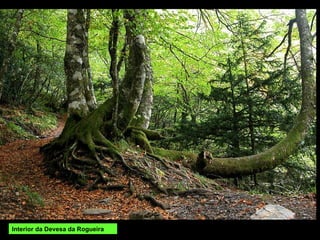 Interior da Devesa da Rogueira 