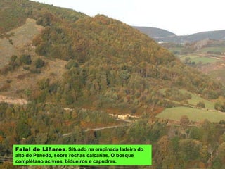 Faial de Liñares . Situado na empinada ladeira do alto do Penedo, sobre rochas calcarias. O bosque complétano acivros, bidueiros e capudres. 