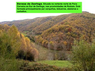 Devesa de Zanfoga . Situada na vertente norte de Pena Cerveira ao Sur de Zanfoga, nas proximidades de Rubiais. Está formada principalmente por cerquiños, bidueiros, abelairas e carballos. 