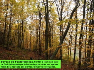 Devesa de Fonteformosa . Contén o faial máis puro de Galicia formado por árbores de gran altura sen apenas mato. Está rodeado por piornos, bidueiros e cerquiños..  