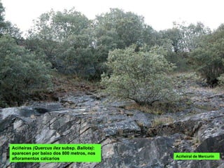 Aciñeiral de Mercurín Aciñeiras  (Quercus ilex  subsp.  Ballota) : aparecen por baixo dos 800 metros, nos afloramentos calcarios  