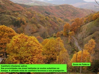 Souto de Paderne Castiñeiro ( Castanea sativa ). Nas proximidades das áreas habitadas os soutos substitúen ao bosque. A utilidade mixta do castiñeiro favoreceu a súa propagación. 