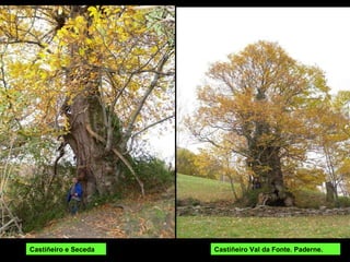 Castiñeiro e Seceda Castiñeiro Val da Fonte. Paderne. 