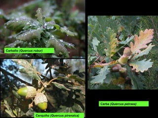 Carballo  (Quercus robur) Carba  (Quercus petraea) Cerquiño  (Quercus pirenaica) 
