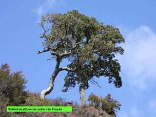 Sobreiras ( Quercus suber ) en Froxán 