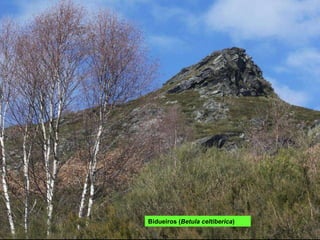 Bidueiros ( Betula celtiberica ) 
