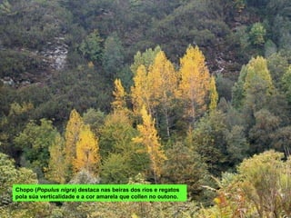 Chopo ( Populus nigra ) destaca nas beiras dos ríos e regatos pola súa verticalidade e a cor amarela que collen no outono. 