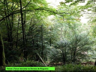 Teixos ( Taxus baccata)  na Devesa de Rogueira 