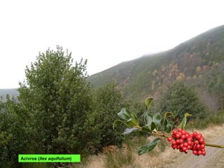 Acivros ( Ilex aquifolium ) 