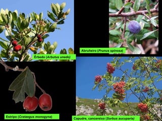 Abruñeiro ( Prunus spinosa ) Capudre, cancereixo ( Sorbus aucuparia) Érbedo ( Arbutus unedo) Estripo ( Crataegus monogyna ) 
