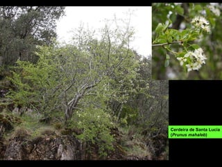 Cerdeira de Santa Lucía ( Prunus mahaleb ) 