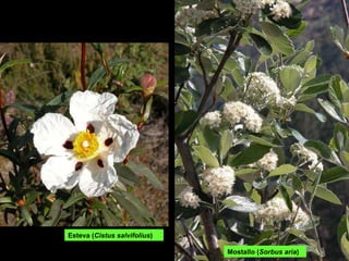 Mostallo ( Sorbus aria ) Esteva ( Cistus salvifolius ) 