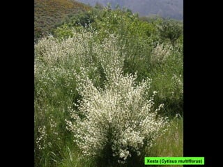 Xesta ( Cytisus multiflorus ) 