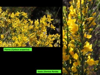 Piorno ( Cytisus scoparius ) Xesta ( Genista florida ) 