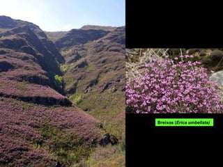 Breixos ( Erica umbellata) 
