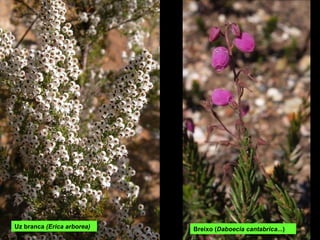 Breixo ( Daboecia cantabrica ...) Uz branca  (Erica arborea) 