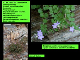 Armeria duriaei FLORA ESPECIAL: endemismos ou pouco comúns Arenaria grandiflora  subsp.  incrassata  Armeria duriaei Crepis albida  subsp.  asturica Festuca elegans Festuca summilusitanica Genista sanabrensis Gentiana lutea  subsp. a urantiaca Iberis contracta Campanula arvatica  supsp.  adsurgens , especie endémica da Cordilleira cantábrica. 
