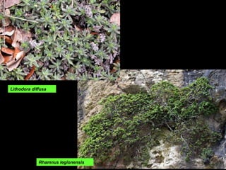 Lithodora diffusa Rhamnus legionensis 