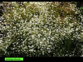 Saxifraga trifurcata 