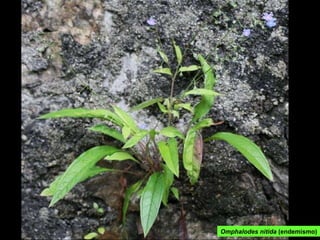Omphalodes nitida  (endemismo) 