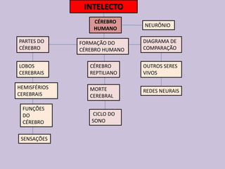 INTELECTO
CÉREBRO
HUMANO
PARTES DO
CÉREBRO
NEURÔNIO
CÉREBRO
REPTILIANO
FORMAÇÃO DO
CÉREBRO HUMANO
LOBOS
CEREBRAIS
HEMISFÉRIOS
CEREBRAIS
FUNÇÕES
DO
CÉREBRO
CICLO DO
SONO
MORTE
CEREBRAL
DIAGRAMA DE
COMPARAÇÃO
SENSAÇÕES
REDES NEURAIS
OUTROS SERES
VIVOS
 