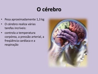 O cérebro
• Pesa aproximadamente 1,3 kg
• O cérebro realiza várias
tarefas incríveis:
• controla a temperatura
corpórea, a pressão arterial, a
freqüência cardíaca e a
respiração
 