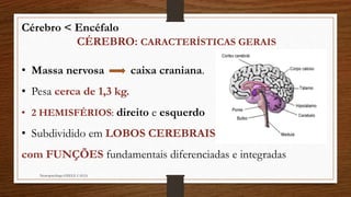 Cérebro < Encéfalo
CÉREBRO: CARACTERÍSTICAS GERAIS
• Massa nervosa caixa craniana.
• Pesa cerca de 1,3 kg.
• 2 HEMISFÉRIOS: direito e esquerdo
• Subdividido em LOBOS CEREBRAIS,
com FUNÇÕES fundamentais diferenciadas e integradas
Neuropsicóloga GISELE CALIA
 