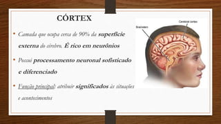 CÓRTEX
• Camada que ocupa cerca de 90% da superfície
externa do cérebro. É rico em neurônios
• Possui processamento neuronal sofisticado
e diferenciado
• Função principal: atribuir significados às situações
e acontecimentos
 