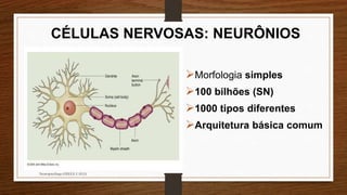 CÉLULAS NERVOSAS: NEURÔNIOS
Morfologia simples
100 bilhões (SN)
1000 tipos diferentes
Arquitetura básica comum
Neuropsicóloga GISELE CALIA
 