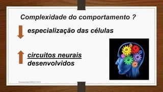 especialização das células
circuitos neurais
desenvolvidos
Neuropsicóloga GISELE CALIA
Complexidade do comportamento ?
 