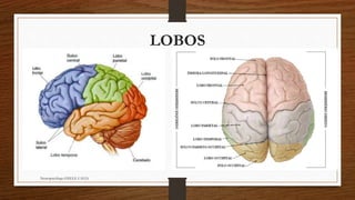 LOBOS
Neuropsicóloga GISELE CALIA
 
