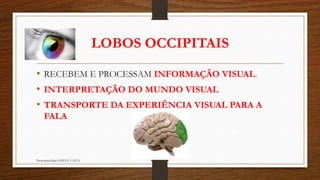 LOBOS OCCIPITAIS
• RECEBEM E PROCESSAM INFORMAÇÃO VISUAL.
• INTERPRETAÇÃO DO MUNDO VISUAL
• TRANSPORTE DA EXPERIÊNCIA VISUAL PARA A
FALA
Neuropsicóloga GISELE CALIA
 