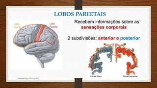 Neuropsicóloga GISELE CALIA
LOBOS PARIETAIS
Recebem informações sobre as
sensações corporais
2 subdivisões: anterior e posterior
 